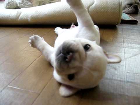 動物の赤ちゃんの画像を貼っていくトピ