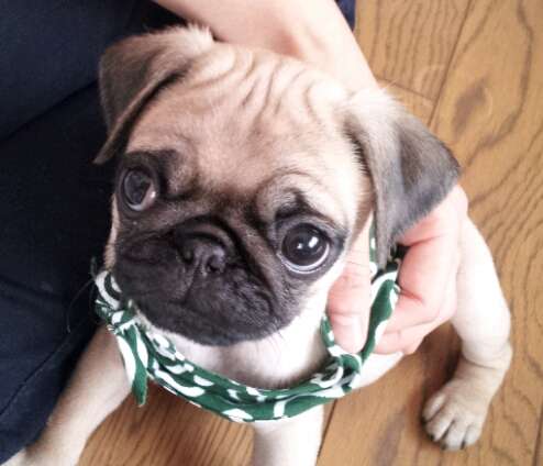 動物の赤ちゃんの画像を貼っていくトピ