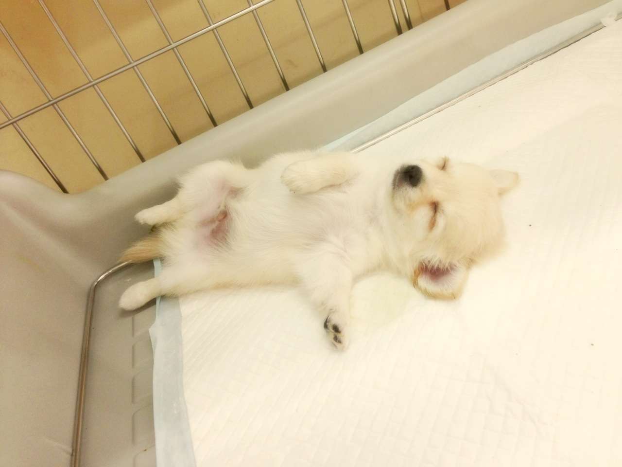 動物の赤ちゃんの画像を貼っていくトピ