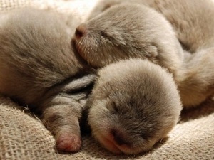 動物の赤ちゃんの画像を貼っていくトピ