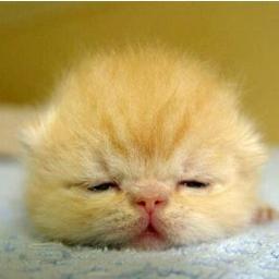 動物の赤ちゃんの画像を貼っていくトピ