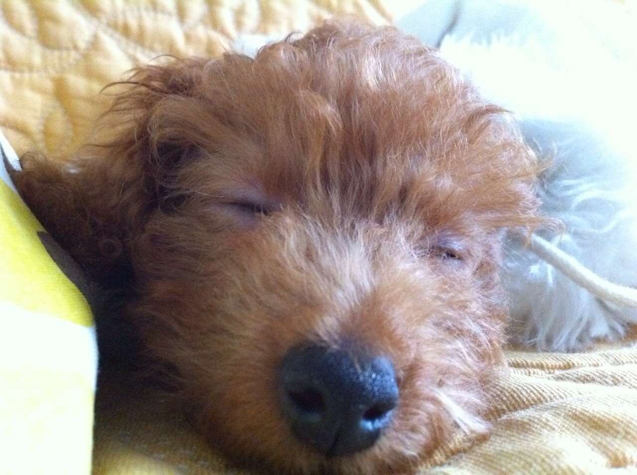 動物の赤ちゃんの画像を貼っていくトピ