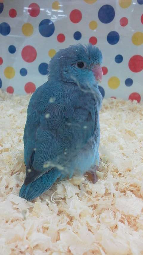 動物の赤ちゃんの画像を貼っていくトピ