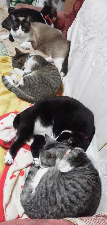 【ペット】多頭飼い、いい事困った事どんな事がありますか？