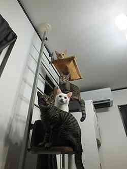 【ペット】多頭飼い、いい事困った事どんな事がありますか？