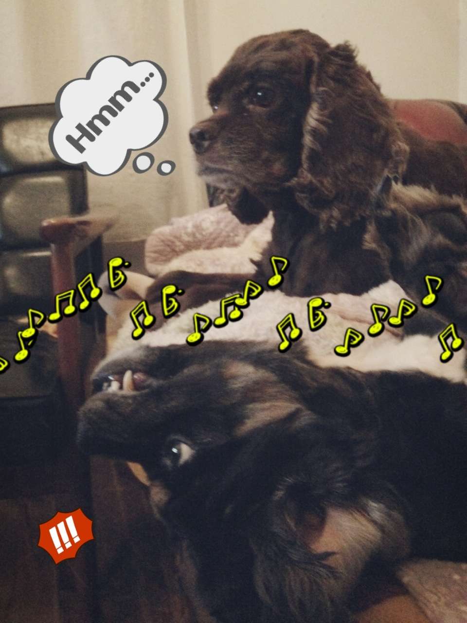 【ペット】多頭飼い、いい事困った事どんな事がありますか？