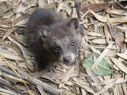 「黒いキツネ」北海道に出没　突然変異の可能性