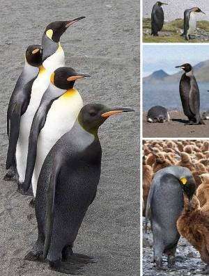 「黒いキツネ」北海道に出没　突然変異の可能性