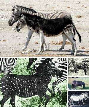 「黒いキツネ」北海道に出没　突然変異の可能性