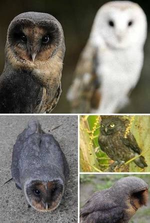 「黒いキツネ」北海道に出没　突然変異の可能性