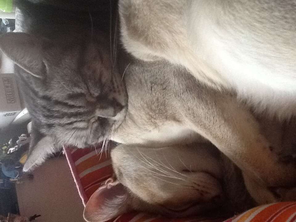 猫さんの変わった遊び