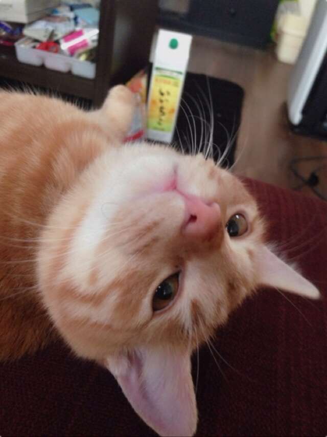 猫さんの変わった遊び