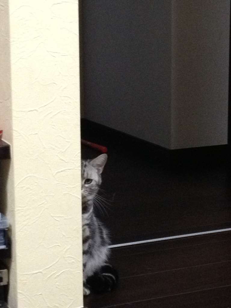 猫さんの変わった遊び