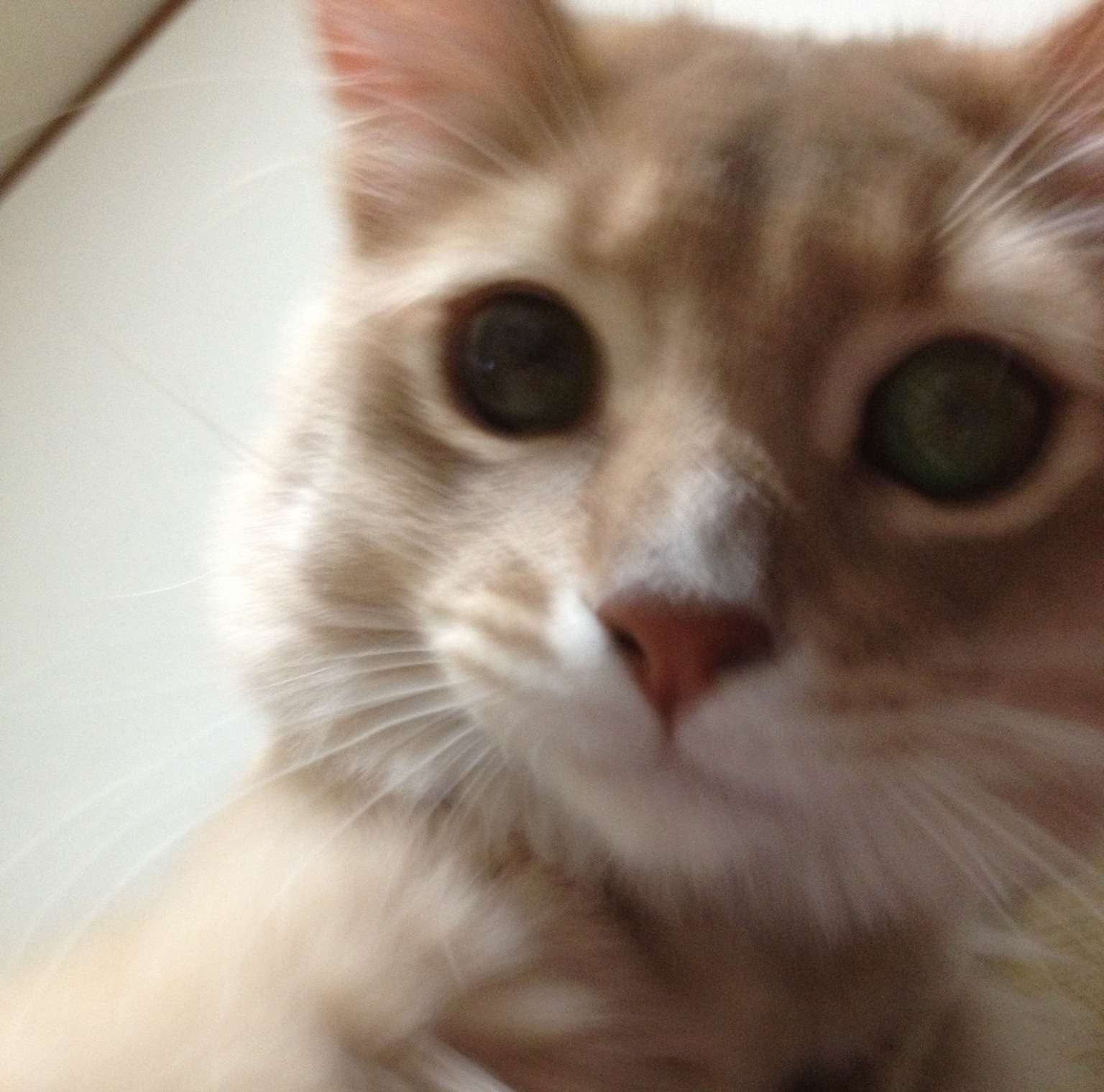 猫さんの変わった遊び