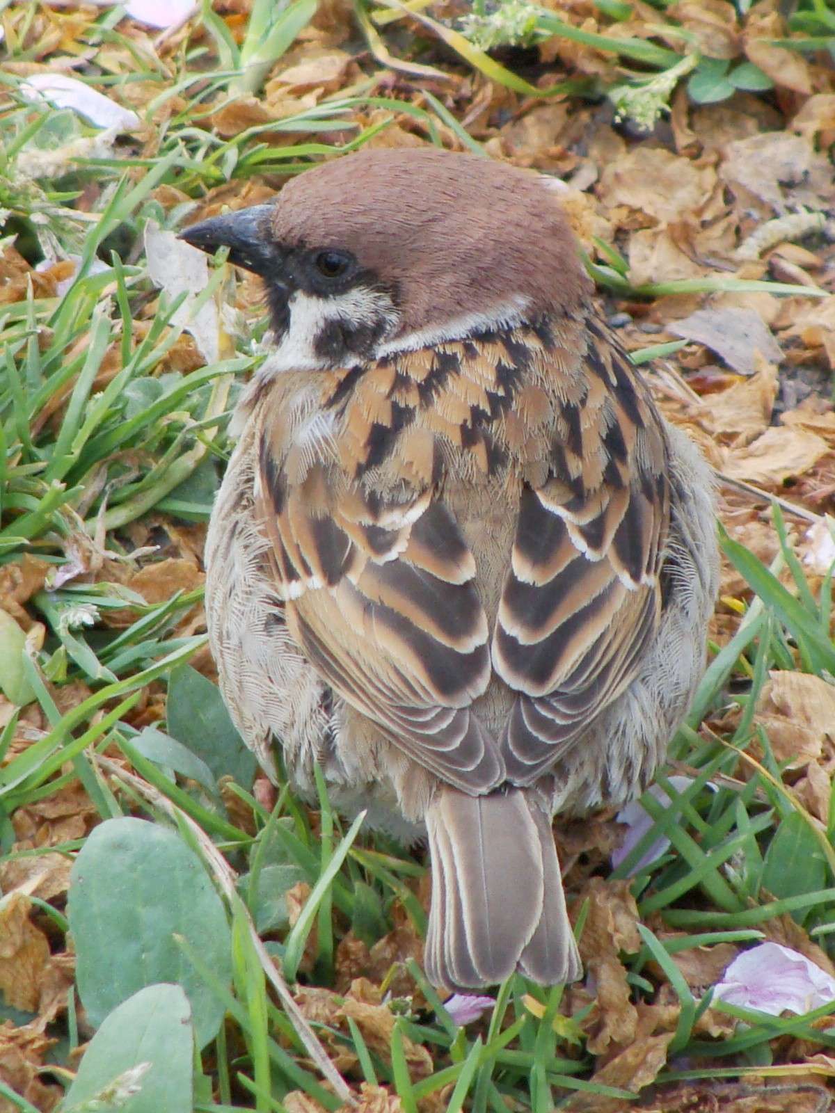 スズメバチの巣を乗っ取った勇敢なスズメが激写されるww