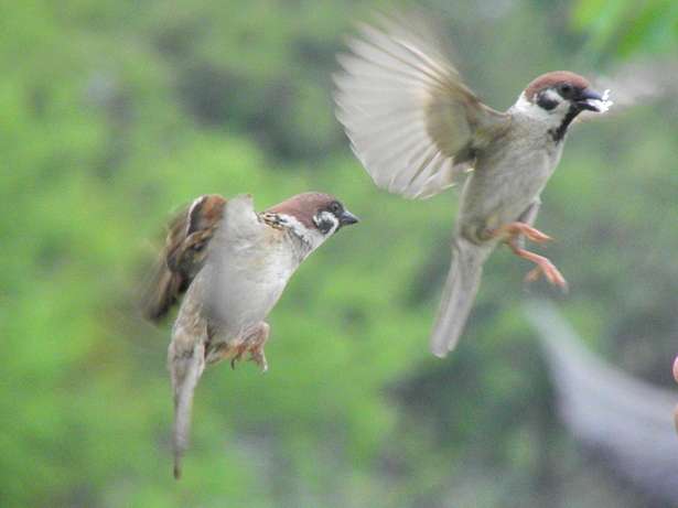 スズメバチの巣を乗っ取った勇敢なスズメが激写されるww