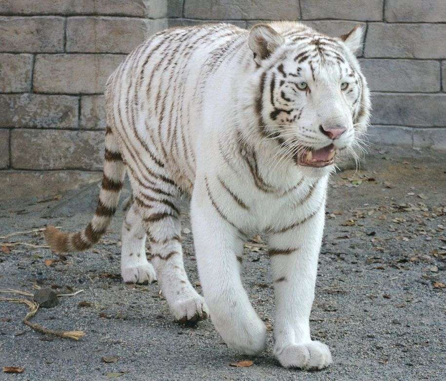 猫みたいなホワイトタイガーが話題に
