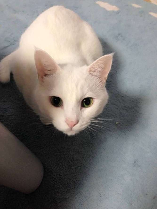 猫みたいなホワイトタイガーが話題に