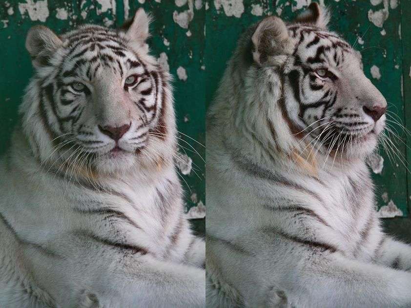 猫みたいなホワイトタイガーが話題に
