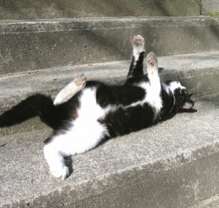 ダイエットの励みになる画像ください！