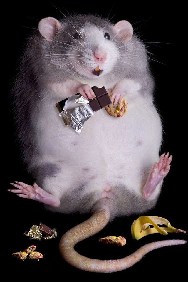 ダイエットの励みになる画像ください！
