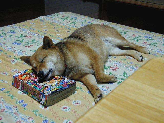 「寝る時間と起きる時間」を見直したら痩せました! 驚くべき睡眠と体重の関係