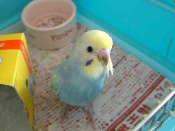 鳥好きさん集まれー♪