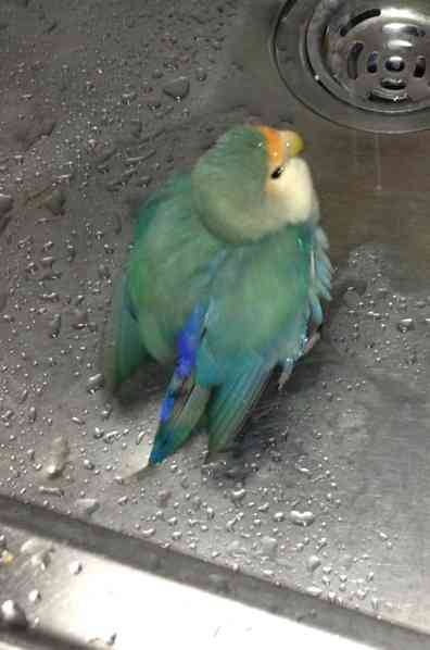 鳥好きさん集まれー♪