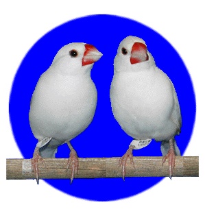 鳥好きさん集まれー♪