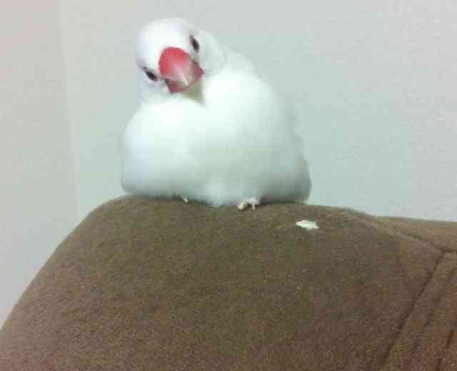 鳥好きさん集まれー♪