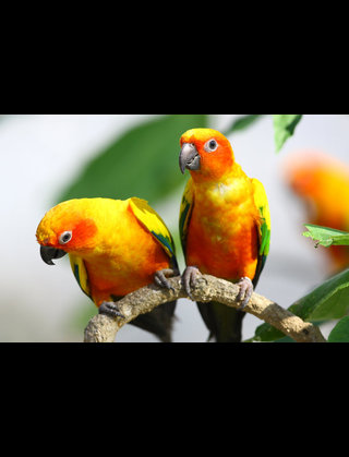 鳥好きさん集まれー♪