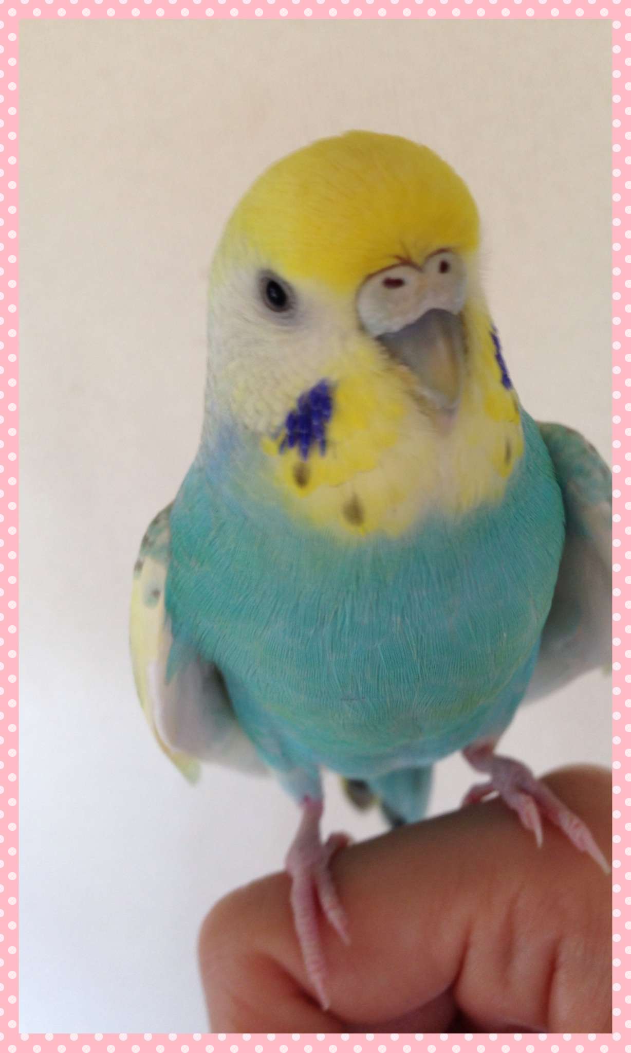 鳥好きさん集まれー♪