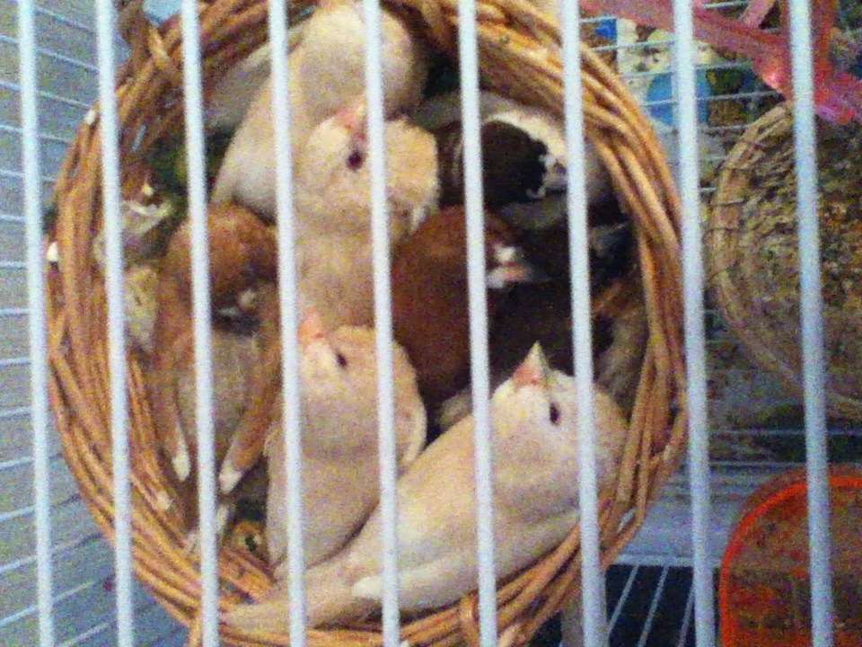 鳥好きさん集まれー♪
