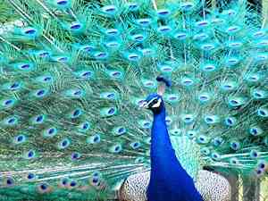 鳥好きさん集まれー♪