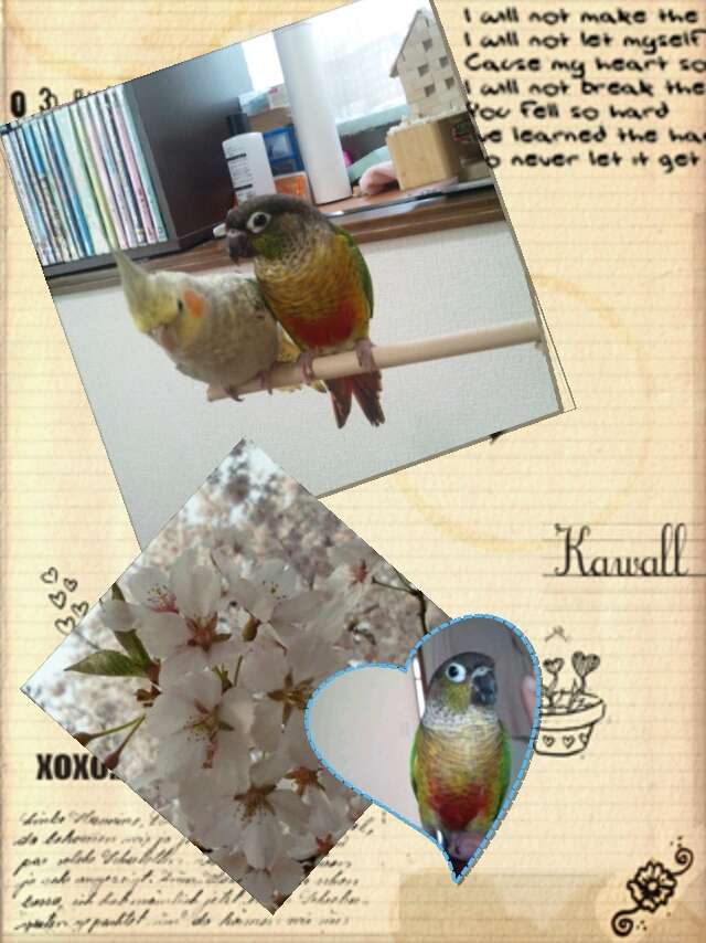 鳥好きさん集まれー♪