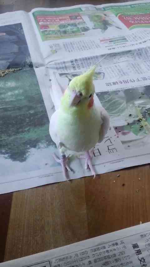 鳥好きさん集まれー♪