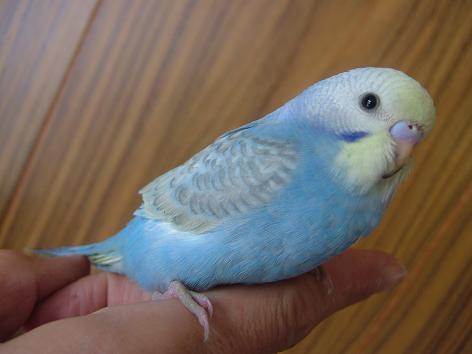 鳥好きさん集まれー♪