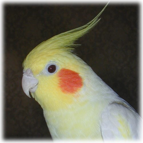 鳥好きさん集まれー♪