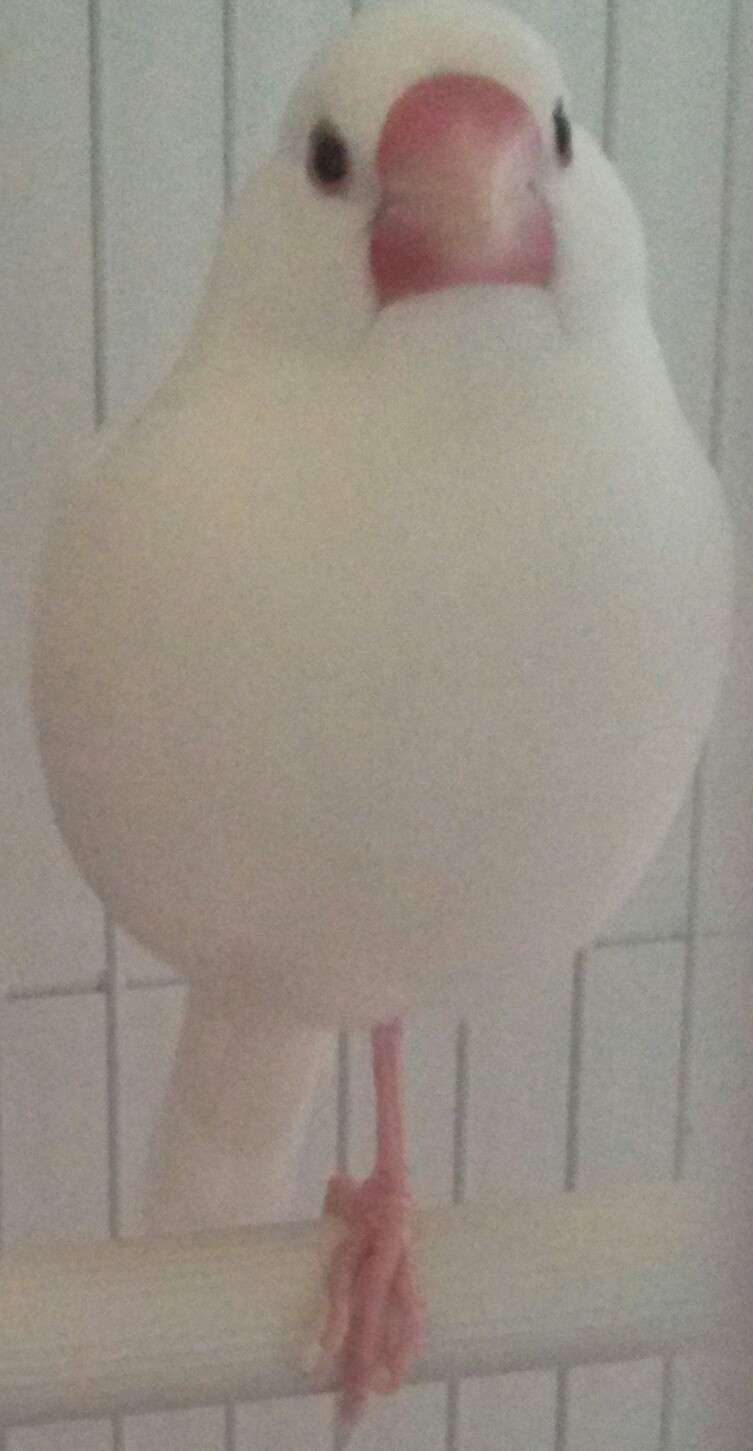 鳥好きさん集まれー♪