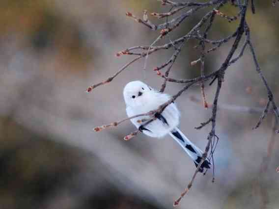 鳥好きさん集まれー♪