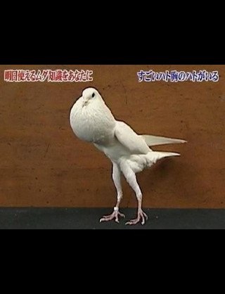 総額2000万円超“整形サイボーグ美女”ヴァニラ、さらなる願望を明かす