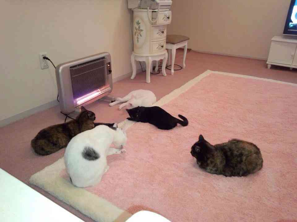 寒い中、飼い猫を外に出した結果をご覧ください