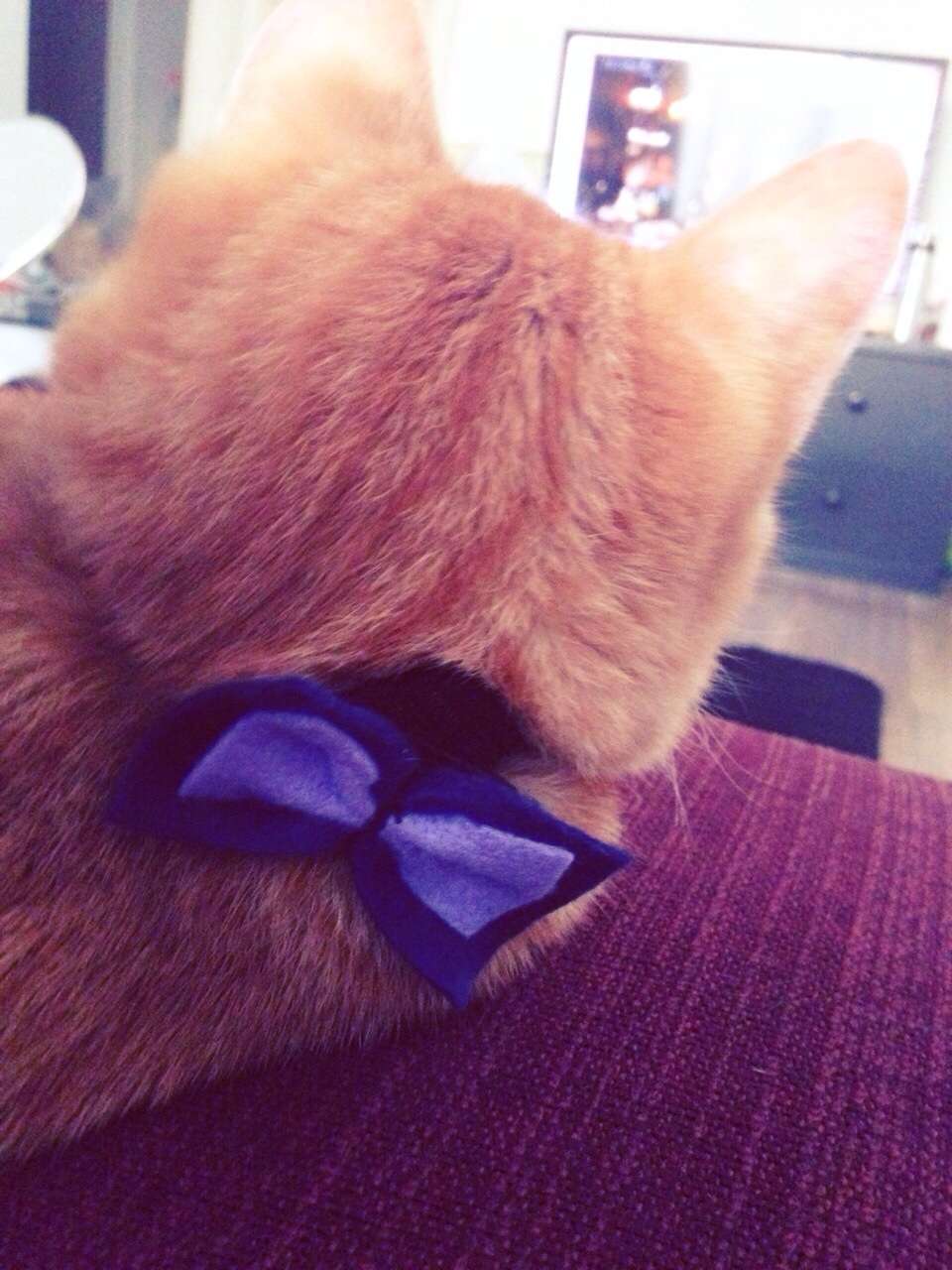 猫の好きなところを語ろう