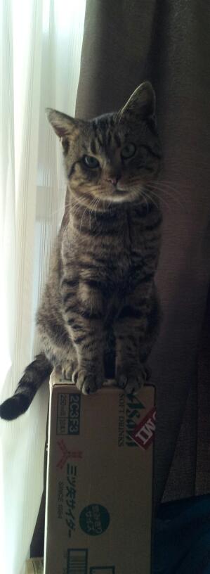 猫の好きなところを語ろう