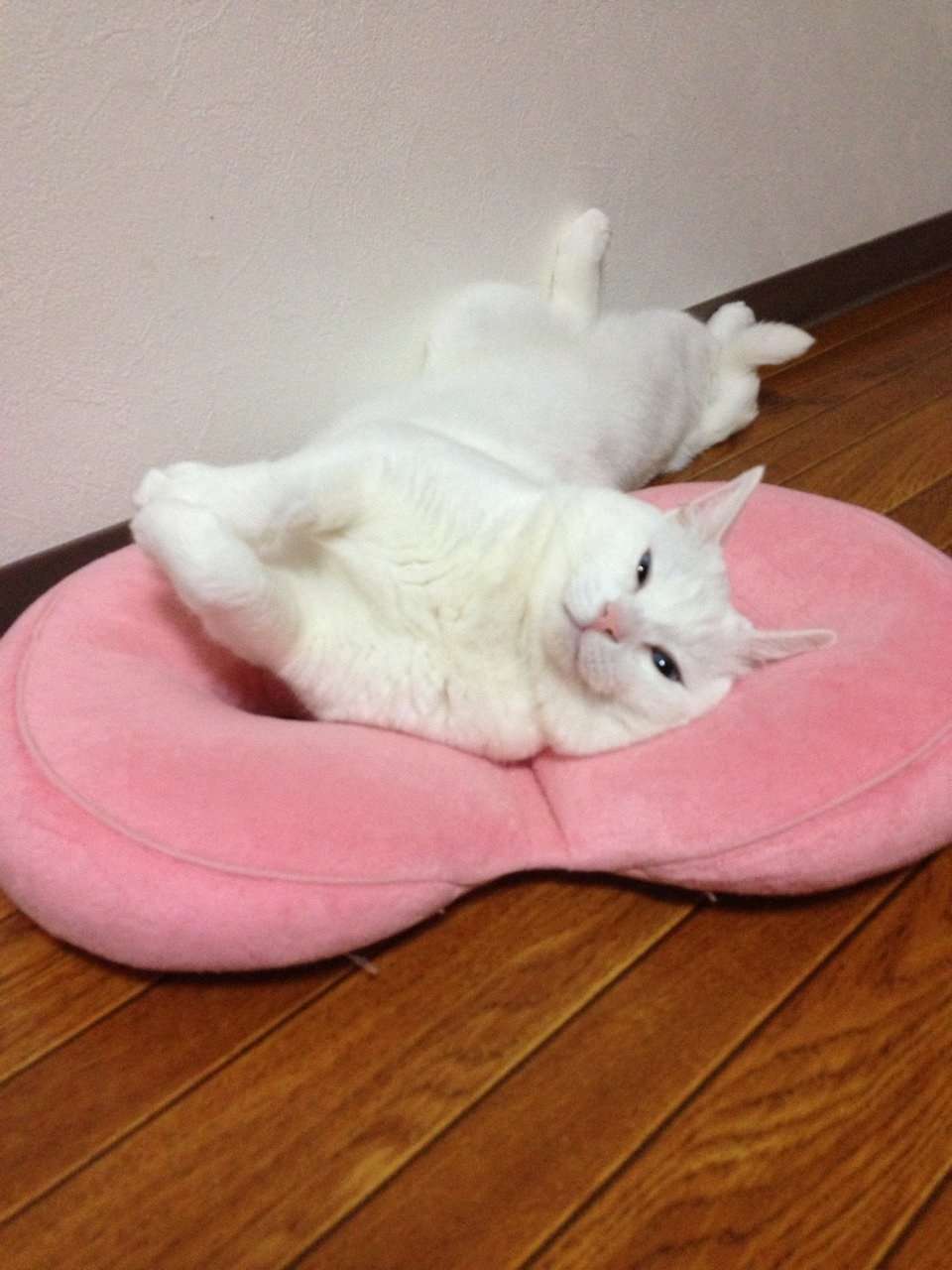 猫の好きなところを語ろう