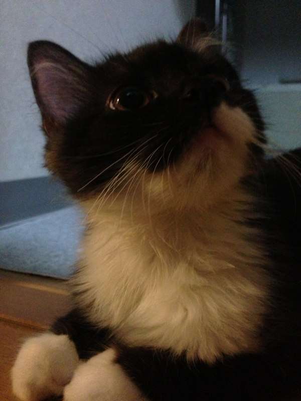 猫の好きなところを語ろう