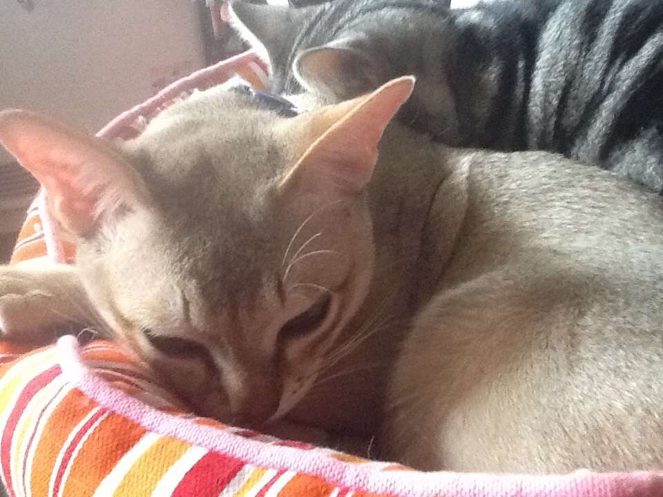 猫の好きなところを語ろう