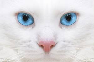 猫の好きなところを語ろう