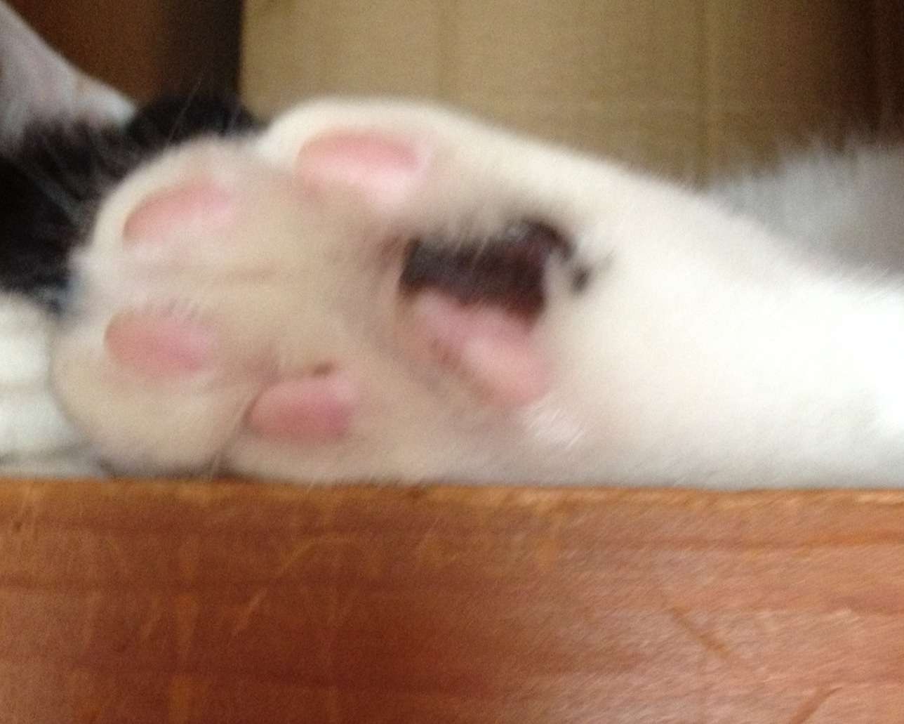 猫の好きなところを語ろう