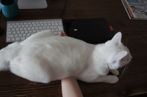 猫の好きなところを語ろう